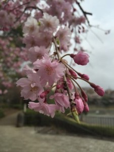 春ですね。